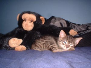 A Cat Raised by Monkies