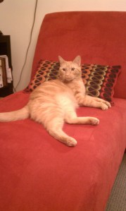 Pussy on a red chaise lounge