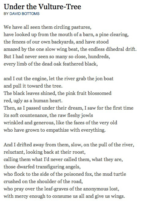 under-the-vulture-tree