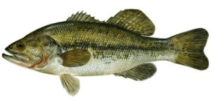 largemouth_bass1
