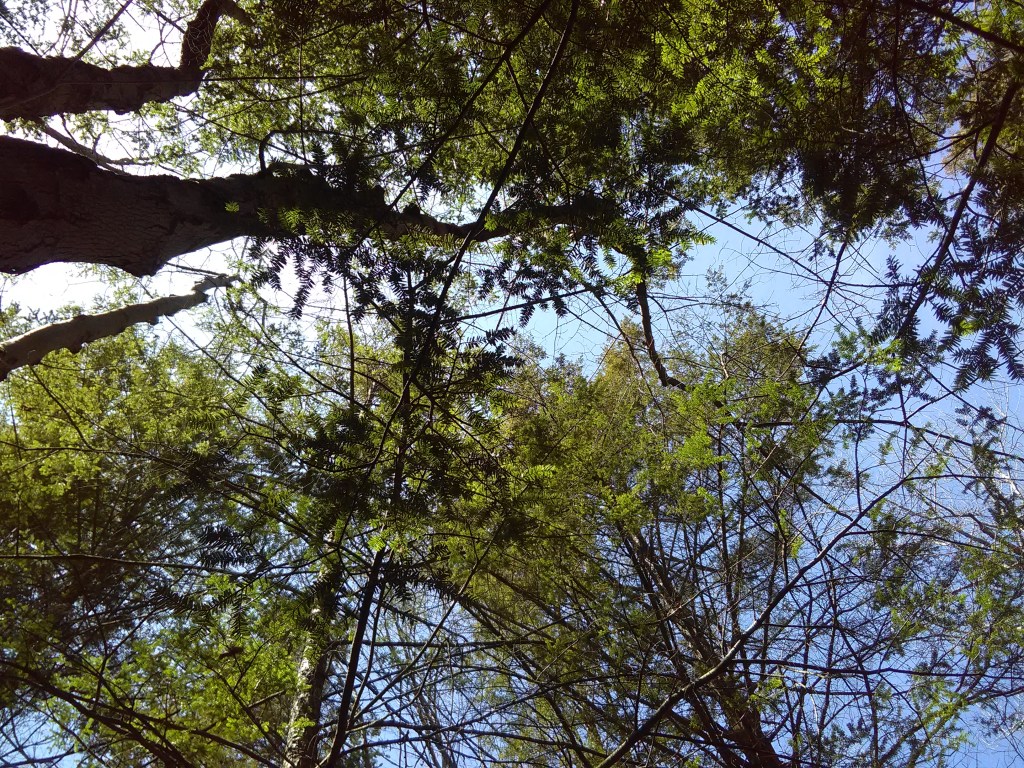 Looking up at trees in seven tubs natural area