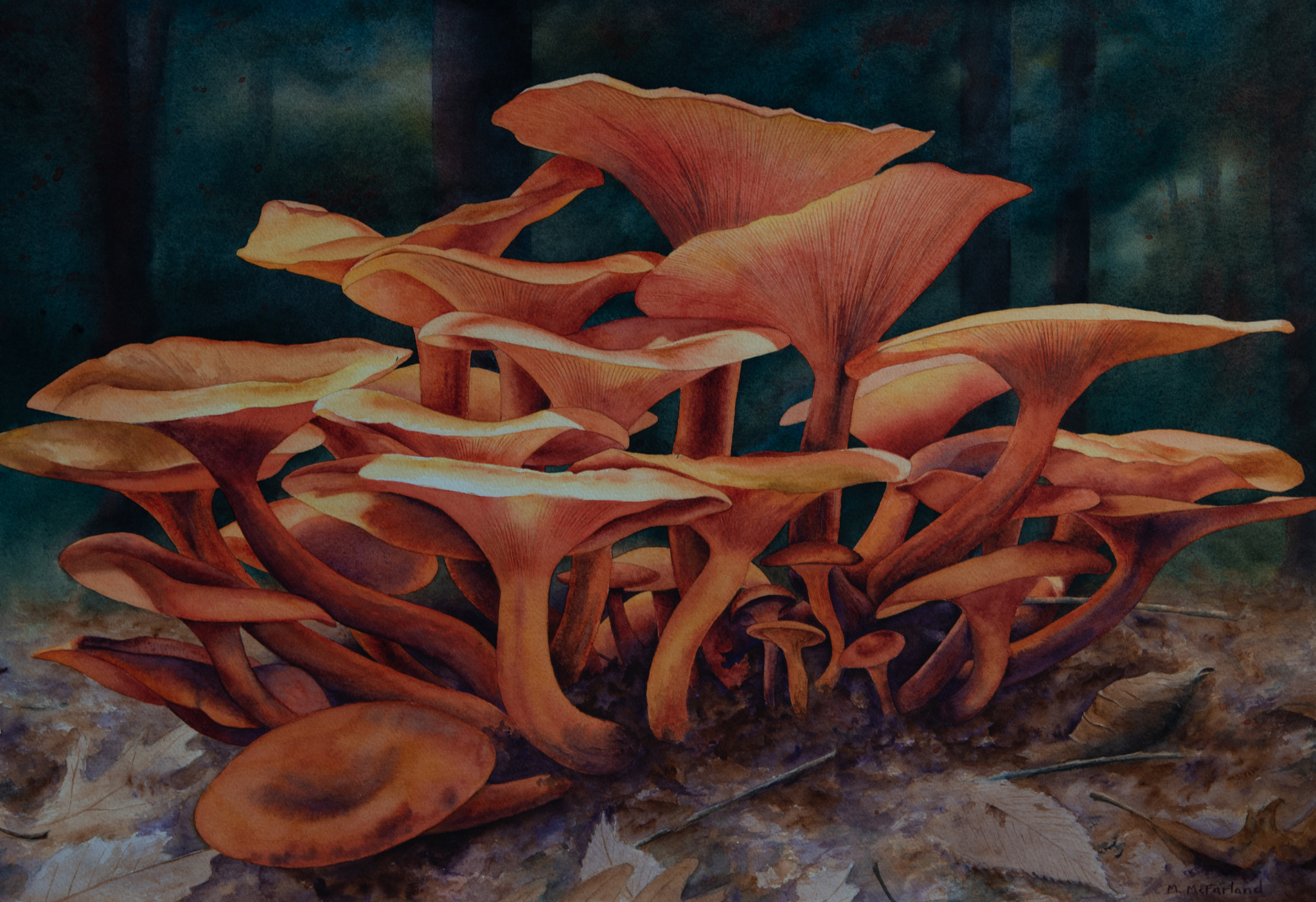 Jack-olantern orange mushrooms on a forest floor at twilight