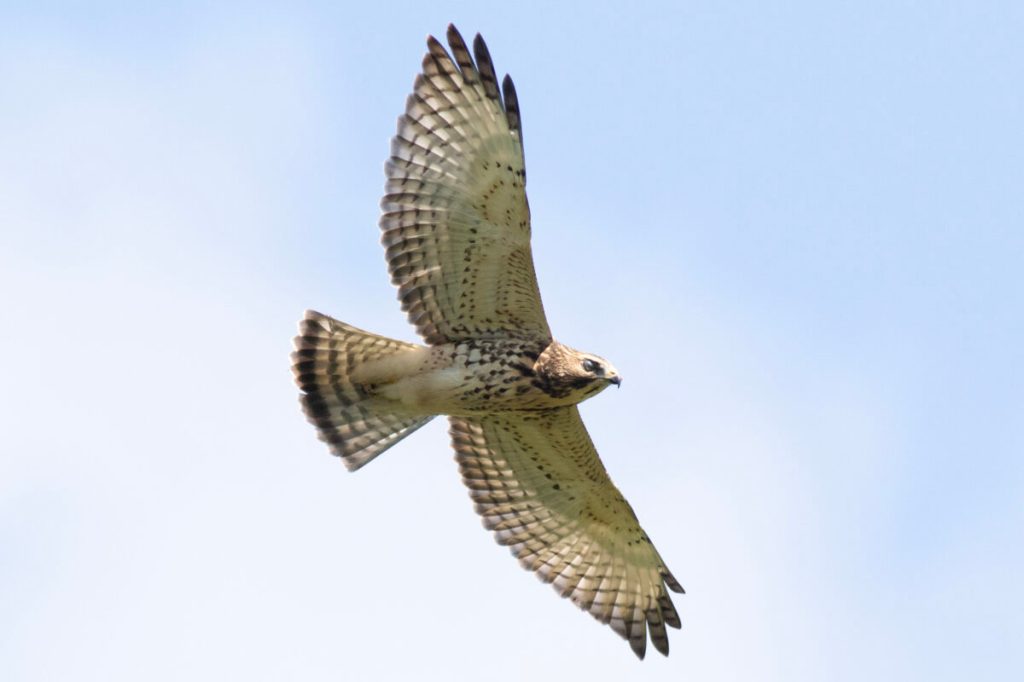 Bird Lore: Get Hooked on Hawk&nbsp;Watching